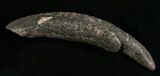 Large Fossil Sperm Whale Tooth - Georgia #5655-1